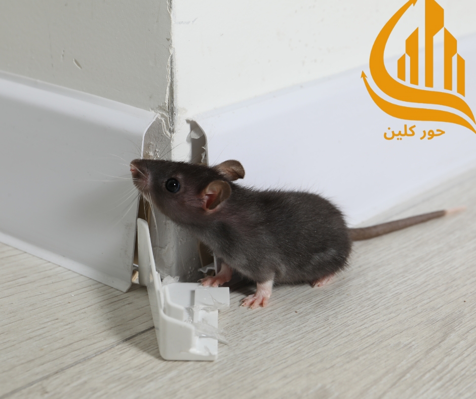 شركة مكافحة حشرات بالرياض